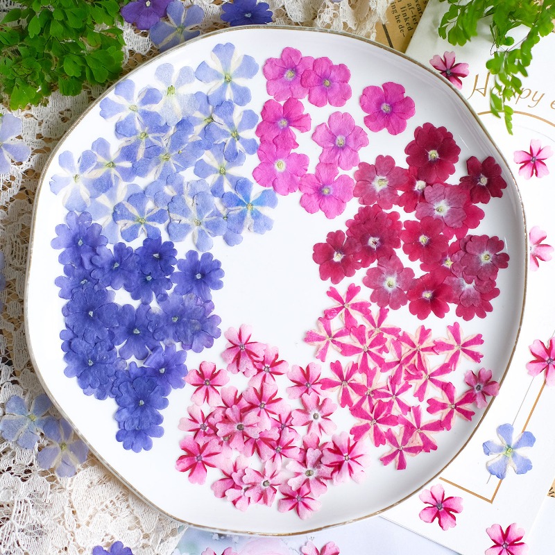 Art Craft 2 Year Olds - 50 Stück/1,5-2cm, Gepresste Getrocknete Verbena-Blüten für