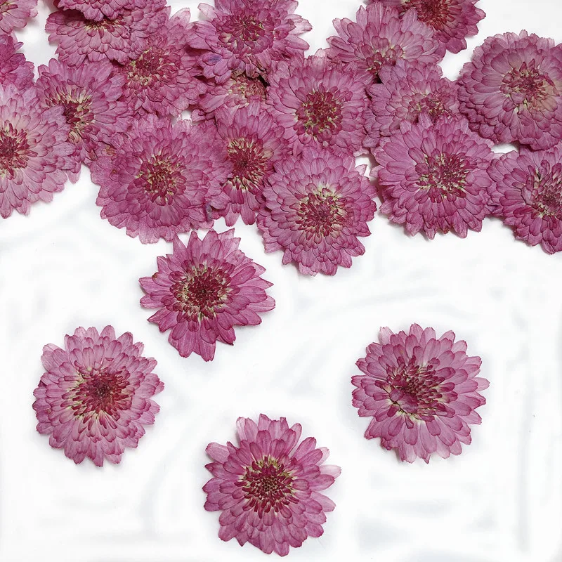Art Craft 2 Year Olds - Natur gepresste Blumen echte getrocknete Chrysantheme,