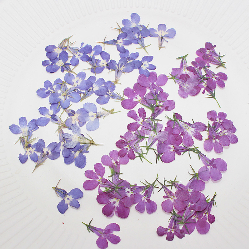 Art Craft 2 Year Olds - 60 Stück gepresste getrocknete Lobelia Erinus