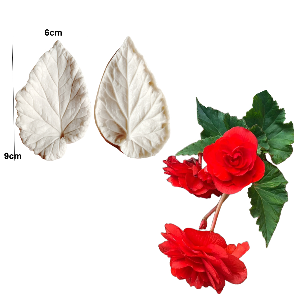 Begonia Tuberous Veiner Siliko – Eco Art Craft Bewertung und Preis