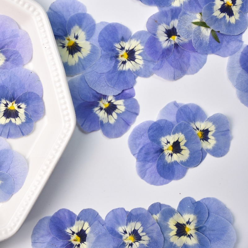 24 Stück, Echte Hellblaue Stie – Art Craft 2 Year Olds Bewertung und Preis